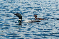 Loon and Chick
